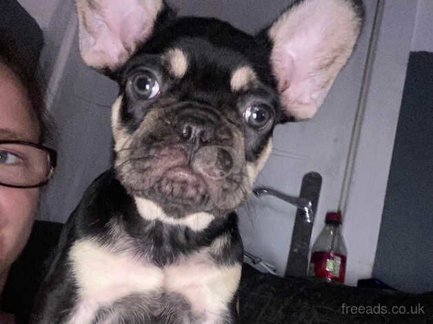 French bulldog puppy for sale in Banbury, Oxfordshire - Image 3