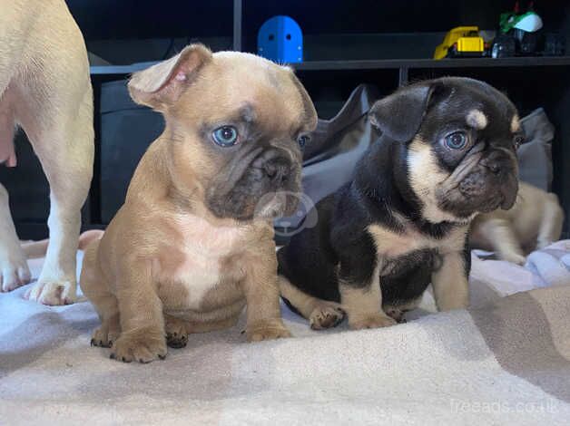 French bulldog puppy for sale in Banbury, Oxfordshire - Image 4