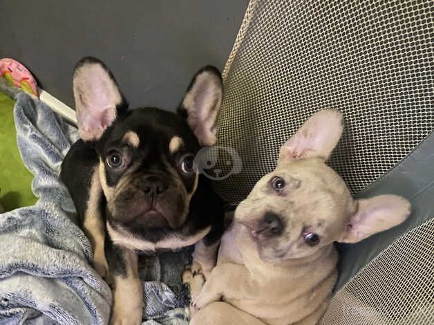 French bulldog puppy for sale in Banbury, Oxfordshire - Image 5