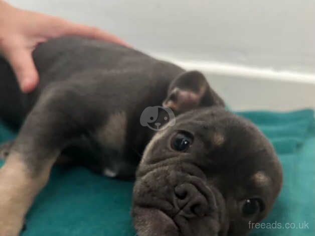 French-bulldog puppy. for sale in Bradford, West Yorkshire