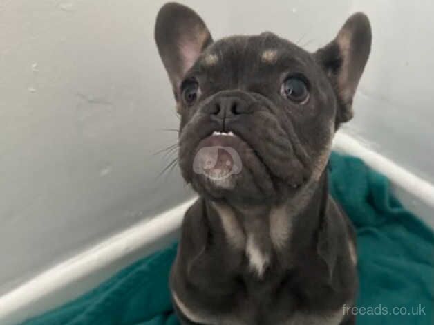 French-bulldog puppy. for sale in Bradford, West Yorkshire - Image 2