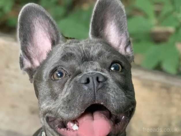 French-bulldog puppy. for sale in Bradford, West Yorkshire - Image 4