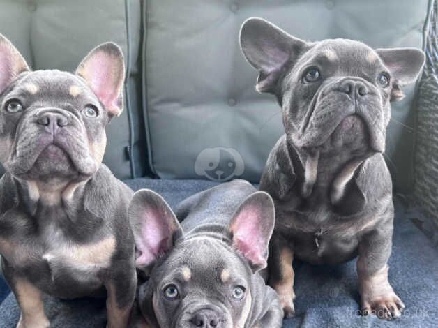 french bulldog puppy for sale in Great Malvern, Worcestershire