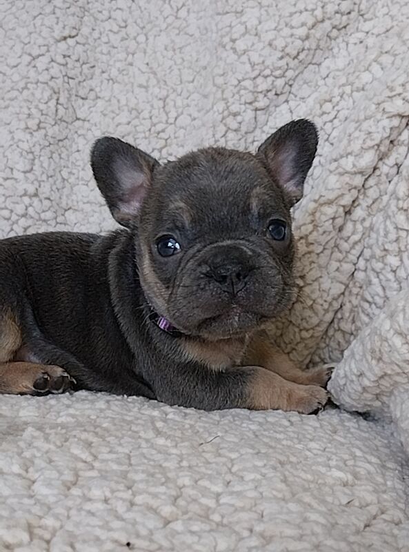 Quality French Bulldog Puppys KC Registered for sale in Formby, Merseyside - Image 5