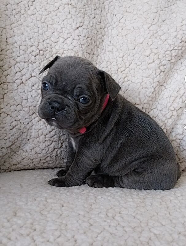 Quality French Bulldog Puppys KC Registered for sale in Formby, Merseyside - Image 4