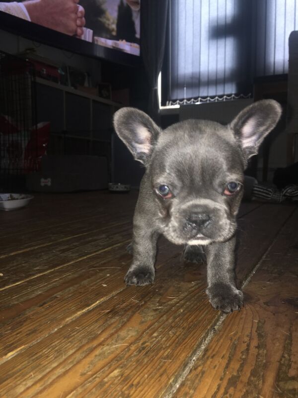 French bulldog pup's for sale in Kilsyth, North Lanarkshire - Image 6