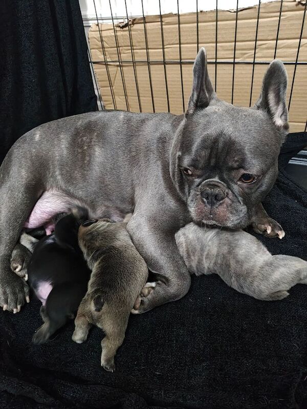 French bulldog pups. for sale in Blyth, Northumberland