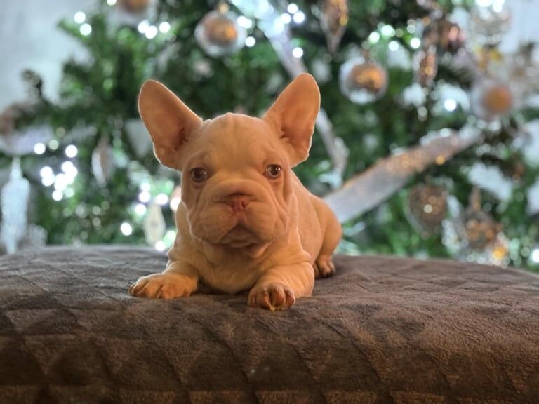 French bulldog pups for sale in Clacton-on-Sea, Essex