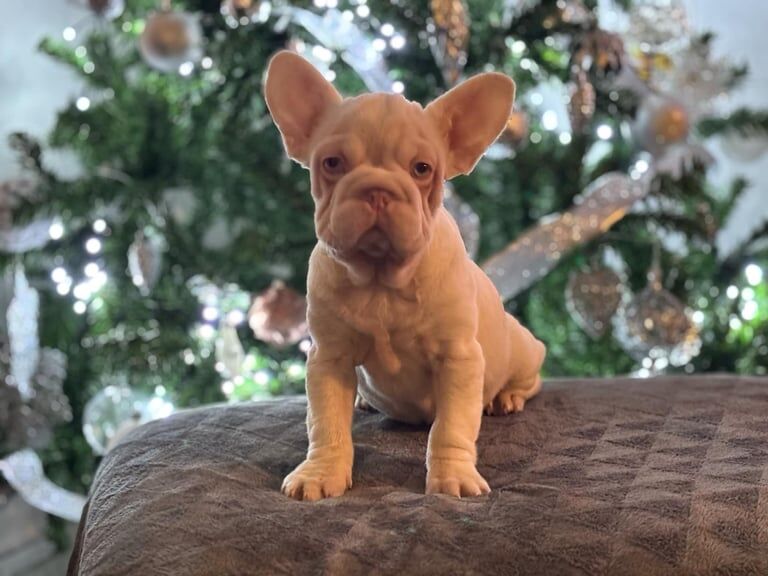 French bulldog pups for sale in Clacton-on-Sea, Essex - Image 2