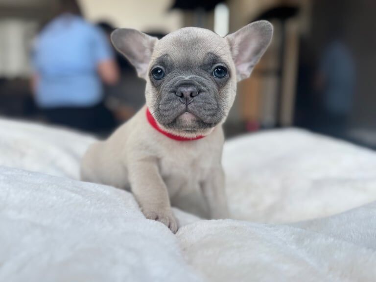 French Bulldog Pups 🐶💝 for sale in Paignton, Devon