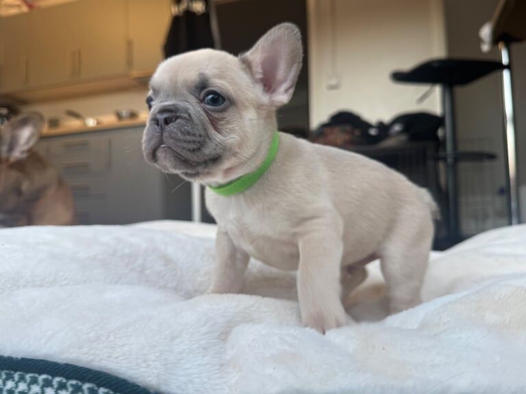 French Bulldog Pups 🐶💝 for sale in Paignton, Devon - Image 2