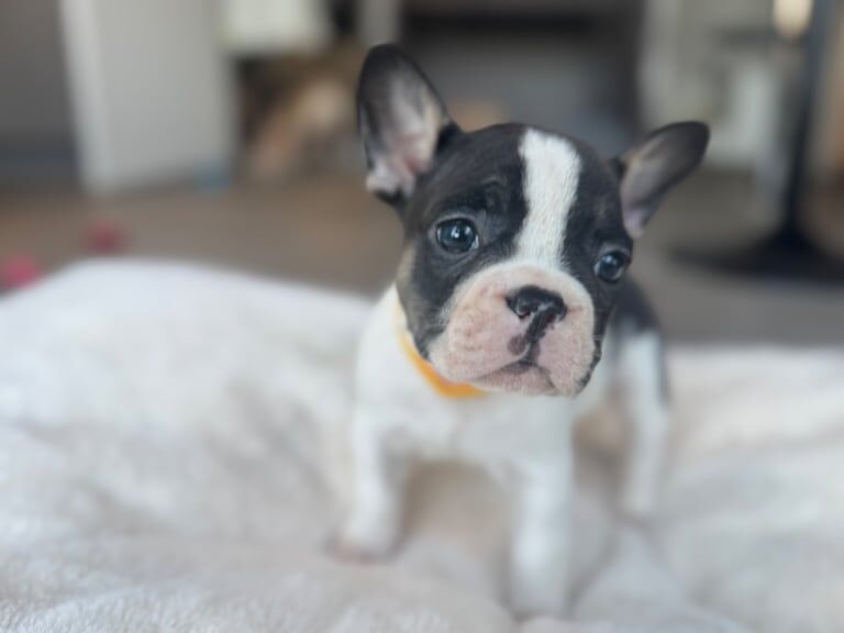 French Bulldog Pups 🐶💝 for sale in Paignton, Devon - Image 3