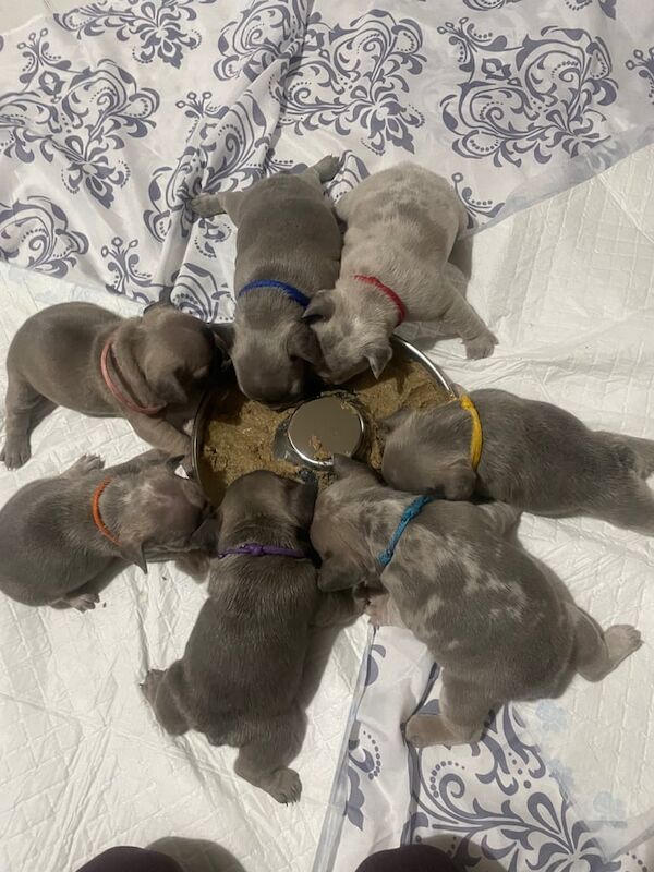 French Bulldog Pups for sale in Hartlepool, Durham