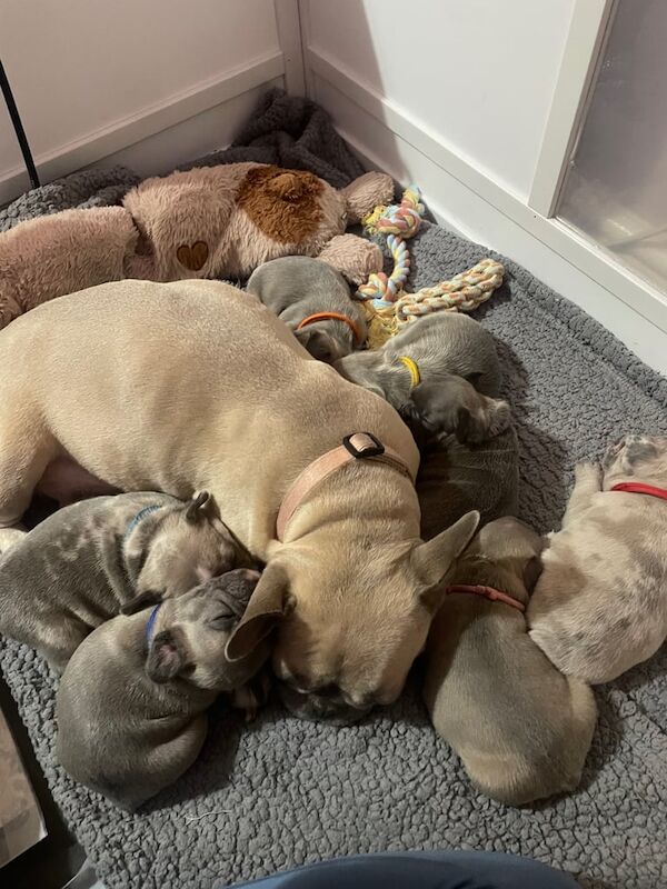 French Bulldog Pups for sale in Hartlepool, Durham - Image 2