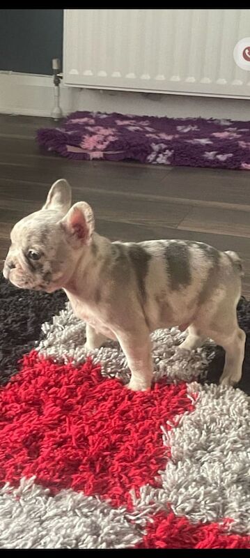 💥 French bulldog pups 💥 for sale in Newry, County Armagh