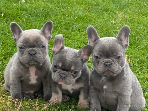 French bulldog pups for sale in Armagh