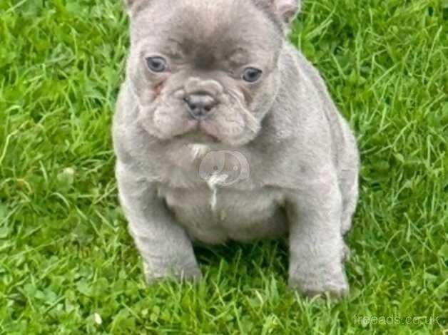 French bulldog pups for sale in Armagh - Image 2