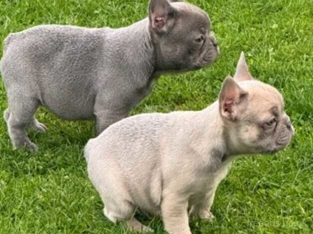 French bulldog pups for sale in Armagh - Image 3