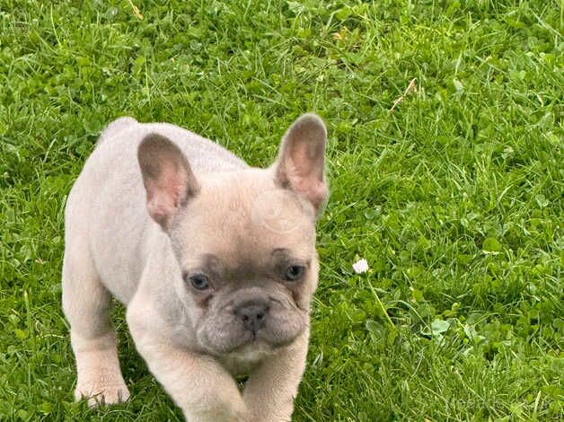 French bulldog pups for sale in Armagh - Image 4