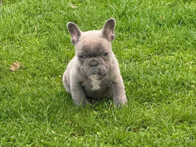 French bulldog pups for sale in Armagh - Image 5