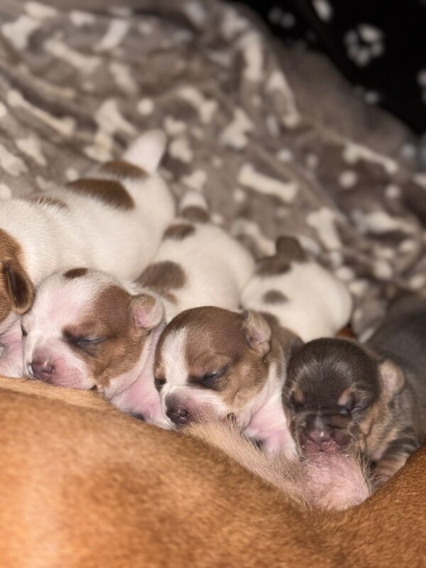 French bulldog x dachshund puppies for sale in Southampton, Hampshire