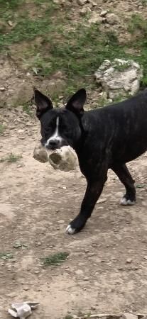 French Bulldog X Staffordshire Bull Terrier for sale in South Molton, Devon