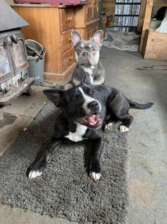 French Bulldog X Staffordshire Bull Terrier for sale in South Molton, Devon - Image 2