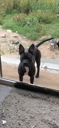 French Bulldog x Staffordshire Bull Terrier/Lurcher. for sale in South Molton, Devon