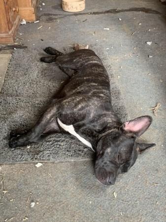 French Bulldog x Staffordshire Bull Terrier/Lurcher. for sale in South Molton, Devon - Image 4