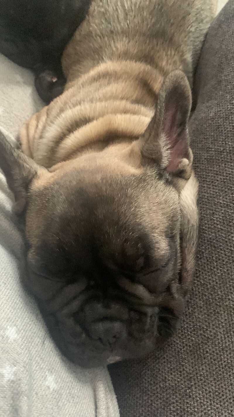 (LAST 1) French bulldog for sale in Walsall, West Midlands - Image 2