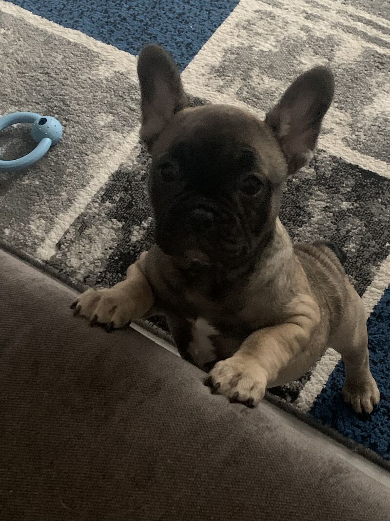 (LAST 1) French bulldog for sale in Walsall, West Midlands - Image 3