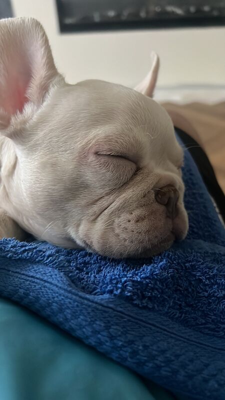 French bulldogs for sale in Tollcross, City of Edinburgh - Image 3