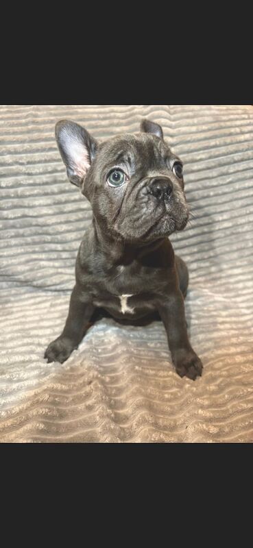 French bulldogs for sale in Erith, Bexley, Greater London