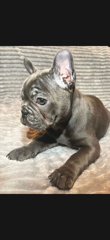 French bulldogs for sale in Erith, Bexley, Greater London - Image 2