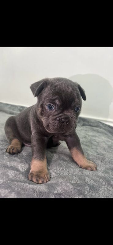 French bulldogs for sale in Erith, Bexley, Greater London - Image 3