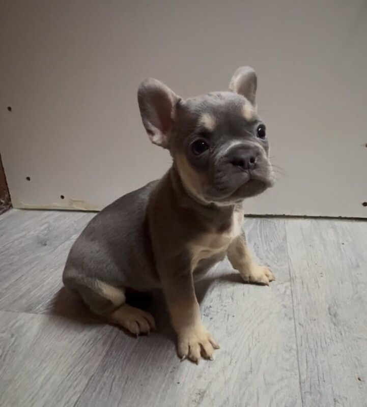 French bulldogs for sale in Belfast, Belfast - Image 3