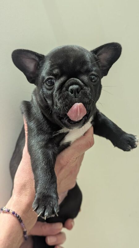 French bulldogs for sale in Elgin, Moray