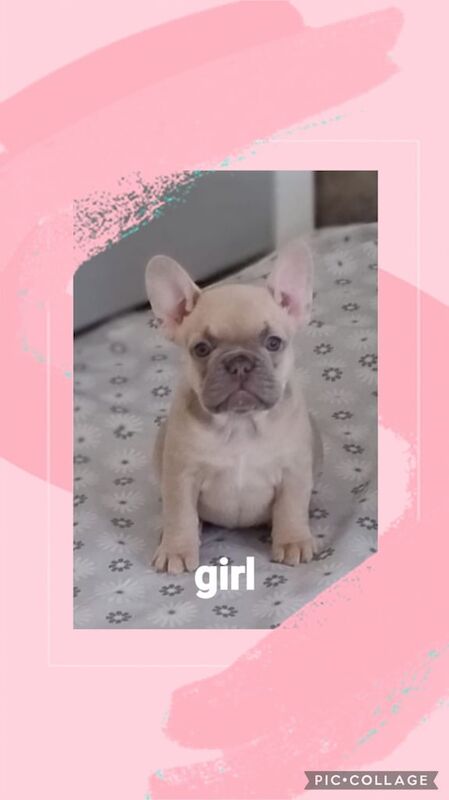 French bulldogs for sale in South Side, City of Edinburgh