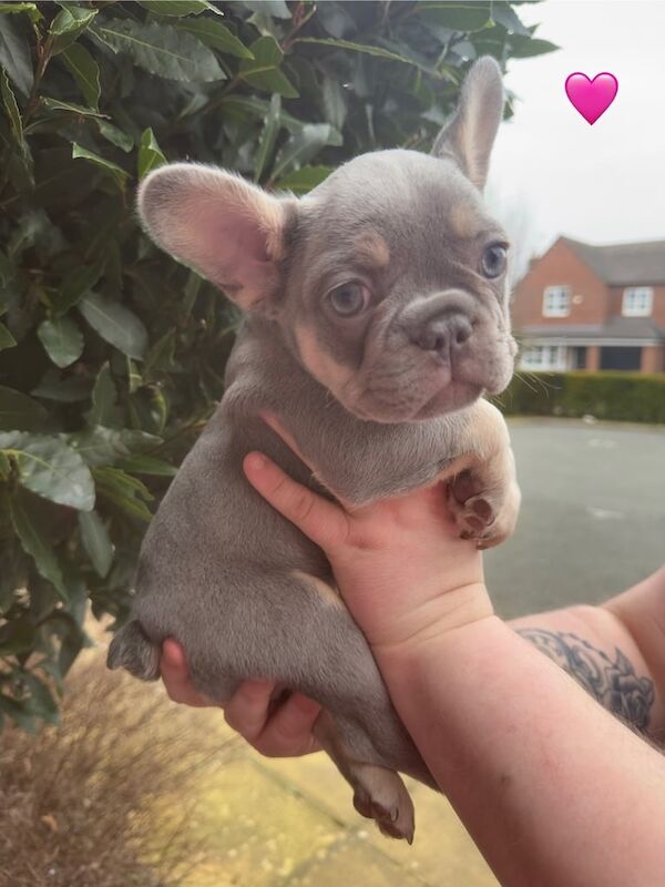 French bulldogs for sale in Chester, Cheshire