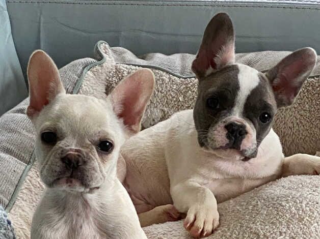 French Bulldogs boy and girl for sale in Bishop's Hull, Somerset - Image 3