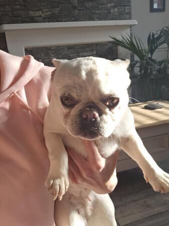 French bulldogs for rehome for sale in Rochford, Essex