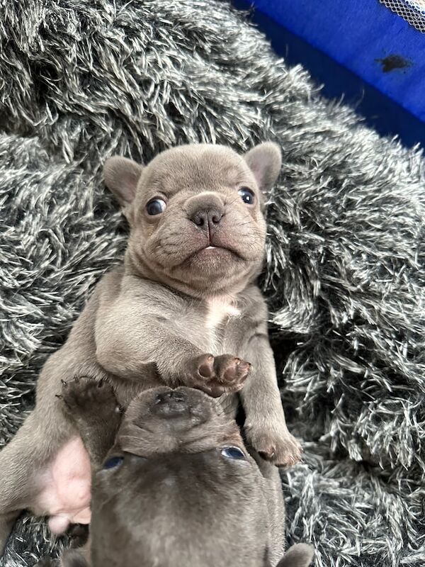 French bulldogs for sale in Mitcham, Greater London