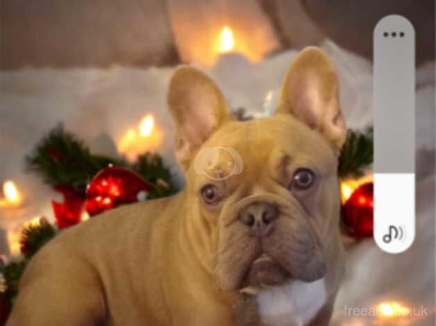 French bulldogs for sale in Gloucester, Gloucestershire - Image 2