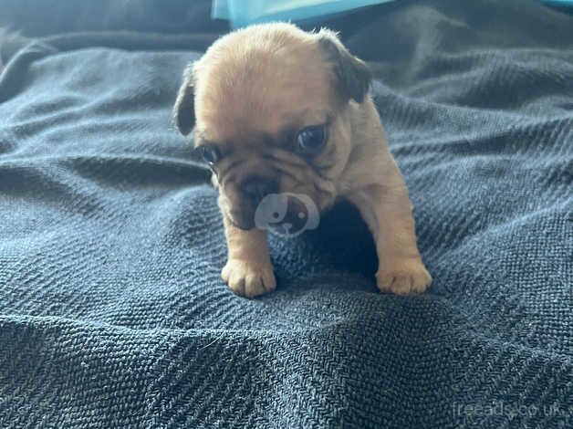 French bulldogs for sale in Prestwick, South Ayrshire