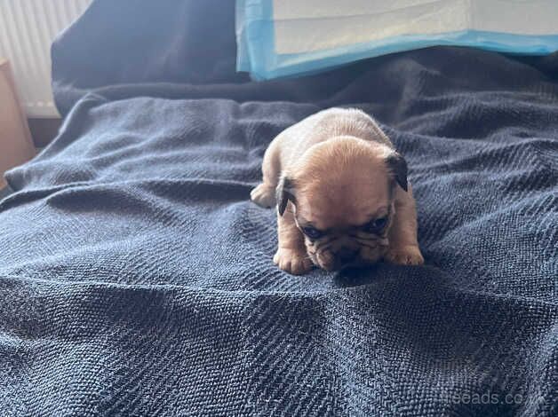 French bulldogs for sale in Prestwick, South Ayrshire - Image 4