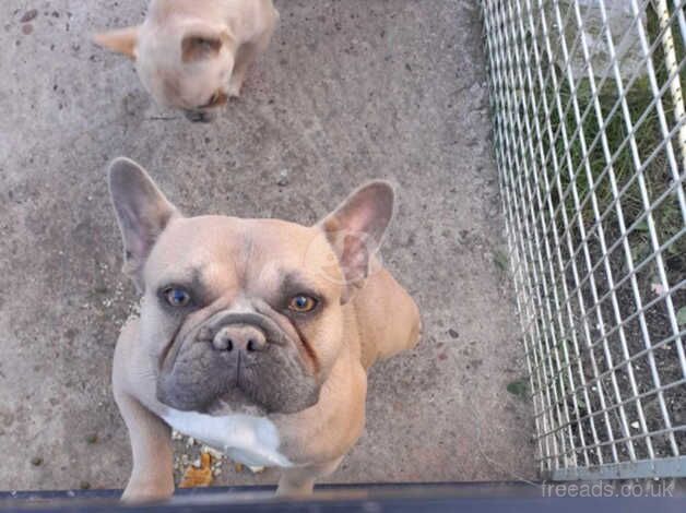 French Bulldogs for sale in Sheffield, South Yorkshire