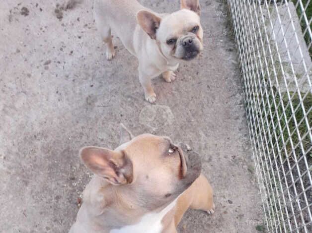 French Bulldogs for sale in Sheffield, South Yorkshire - Image 2