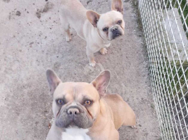 French Bulldogs for sale in Sheffield, South Yorkshire - Image 3