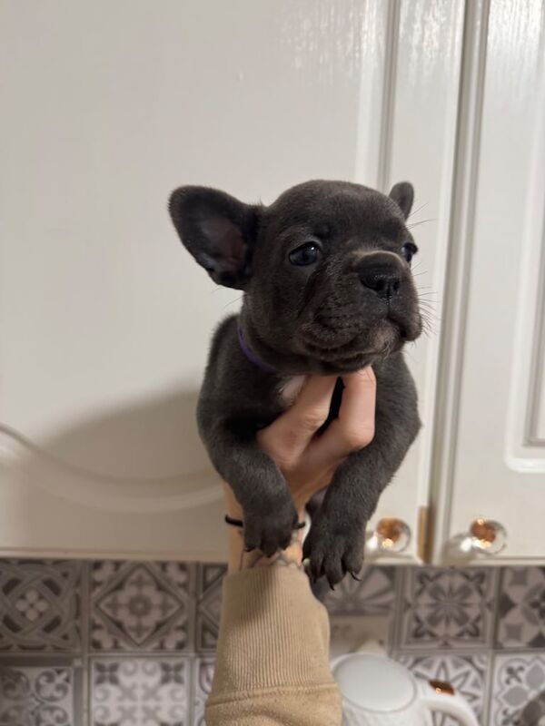 French bulldogs puppies for sale in Southsea, Hampshire