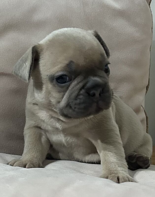 French bulldogs puppies for sale in Royal Tunbridge Wells, Kent